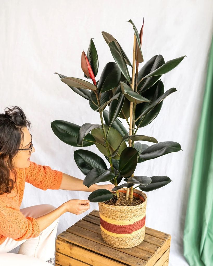 Ficus elastica 'Abidjan’