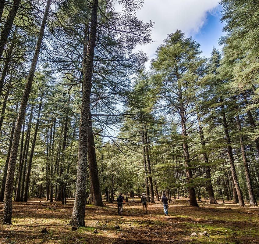 Parque Nacional de Ifran, Marruecos