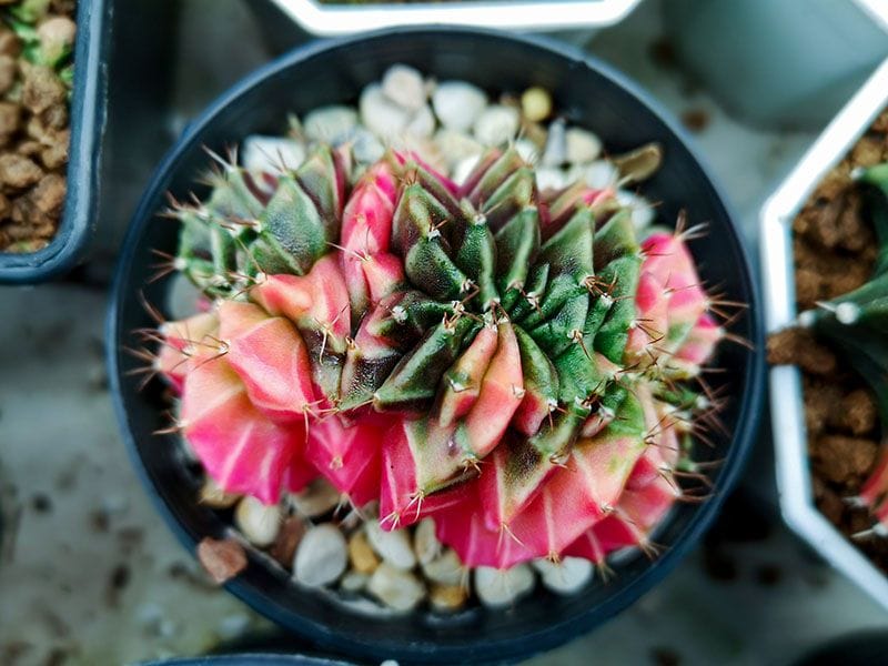 cuidados gymnocalycium 5