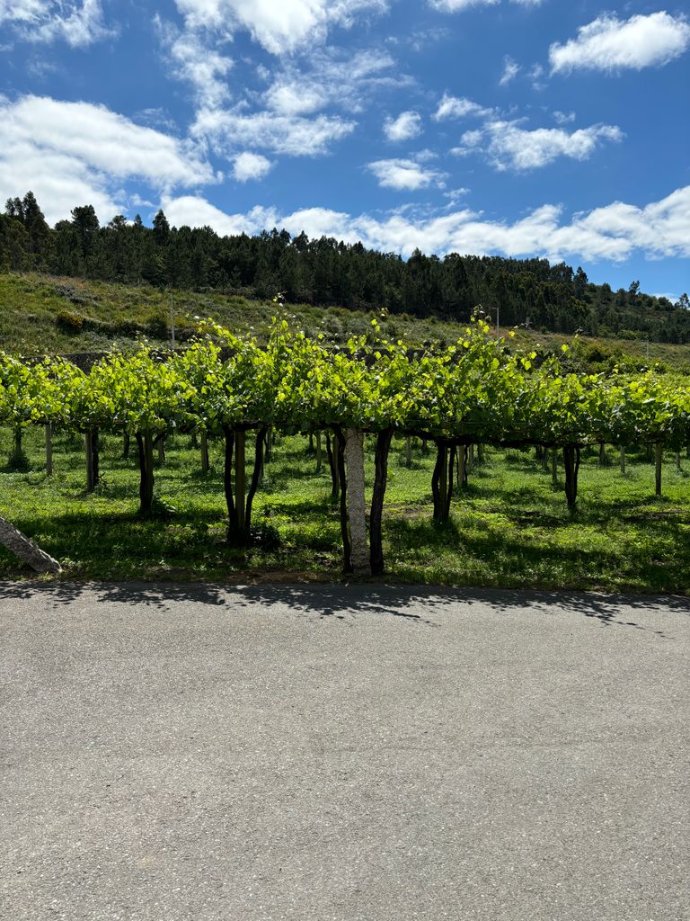 Viñedos Pazo Arretén (Padrón)