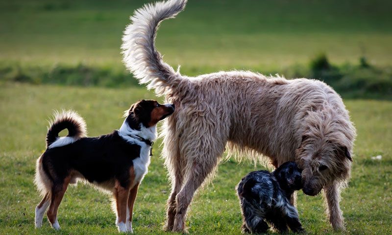 perros parque