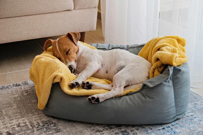 perro durmiendo en su cama