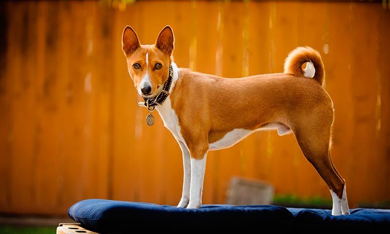 basenji