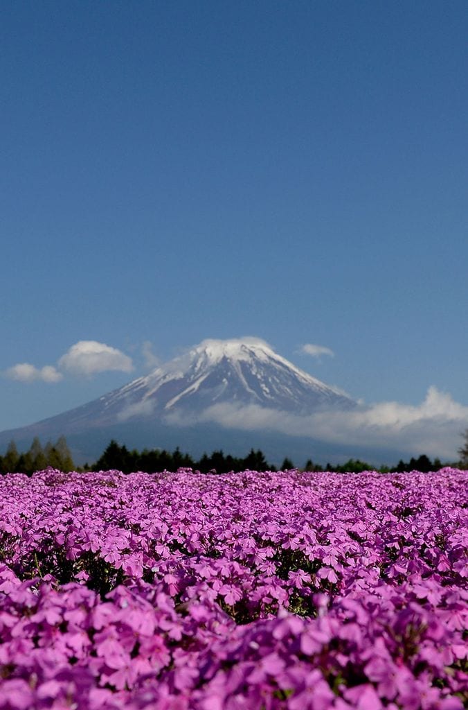 monte fuji 5a