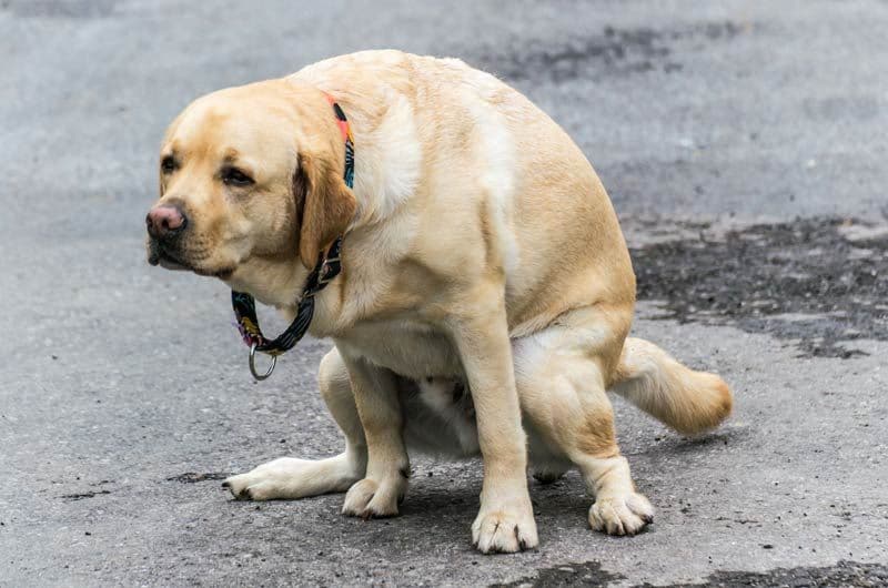 perro caca calle