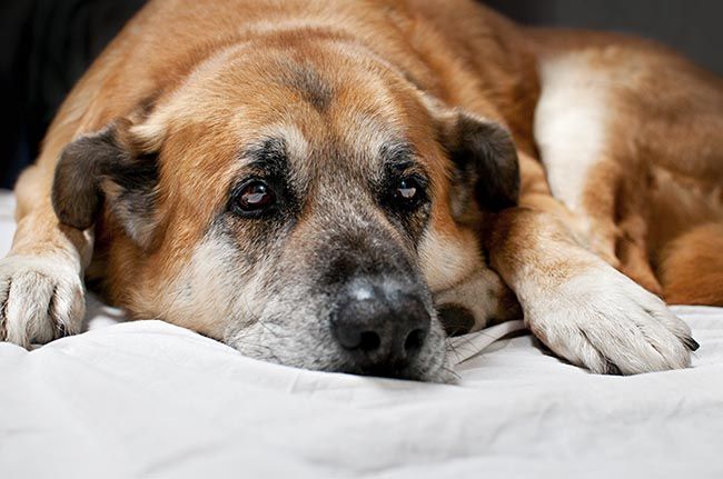 Los perros también padecen Alzheimer