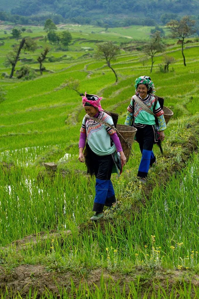 Mujeres en los arrozales de China