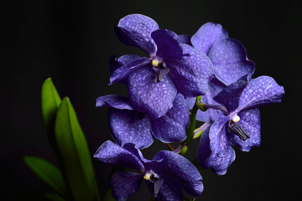 Orquidea Vanda azul