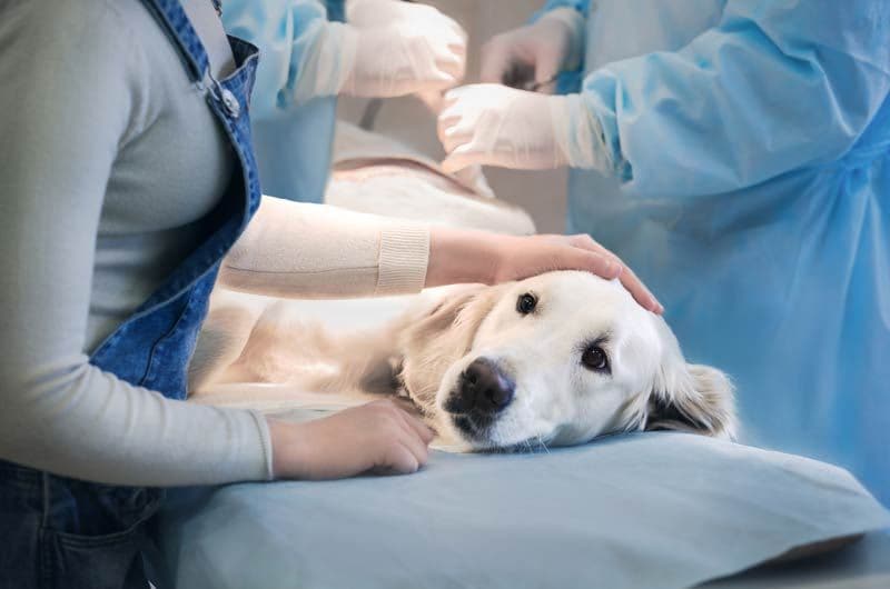 perro veterinario tumbado