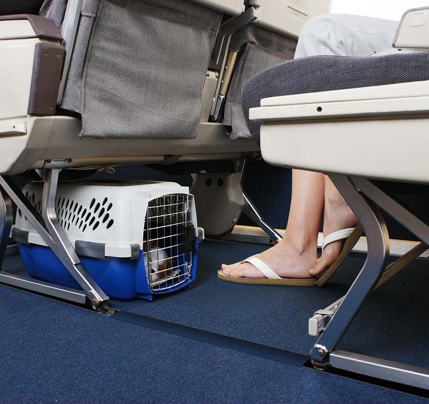 Consejos para viajar en avión con perro