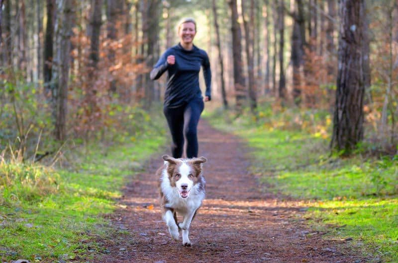 adobestockperro running