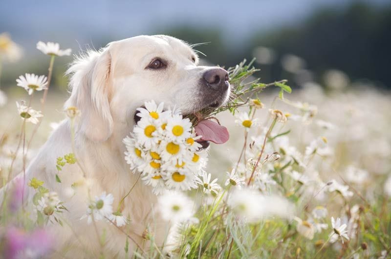 perro primavera 2