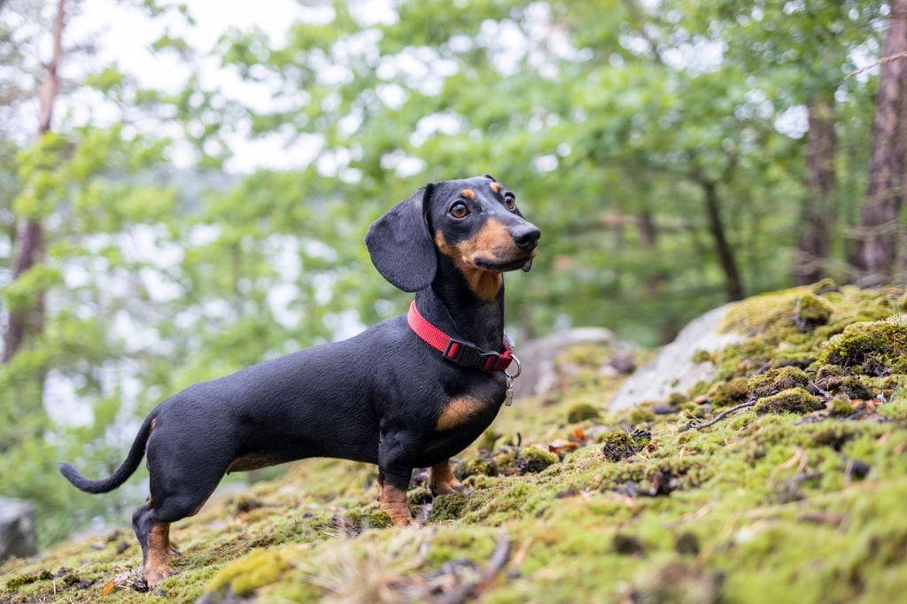 perro de raza teckel, salchicha o dachshund