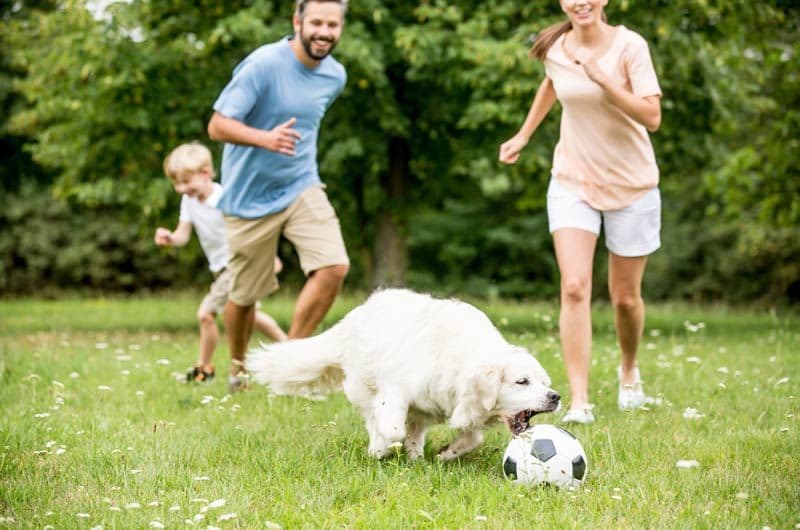 adobestockperro futbol