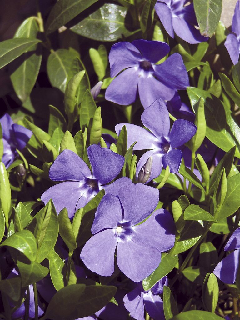 Vinca o hierba doncella