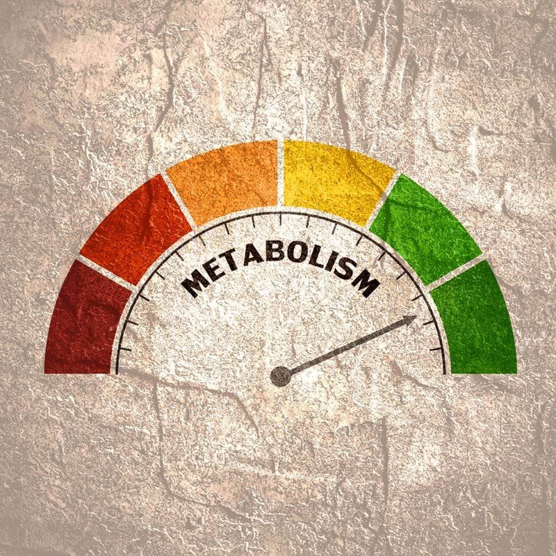 metabolismo