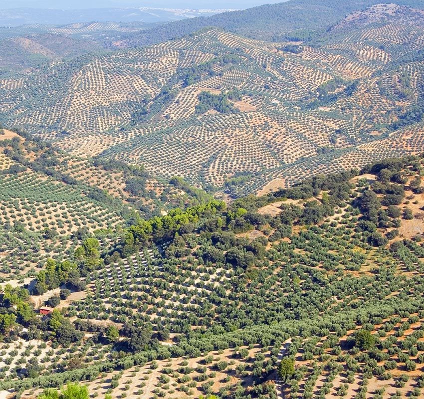 Olivos de Jaén