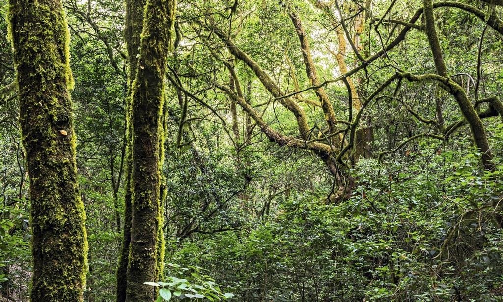 paisaje de la laurisilva en la isla de la gomera islas canarias espa a 