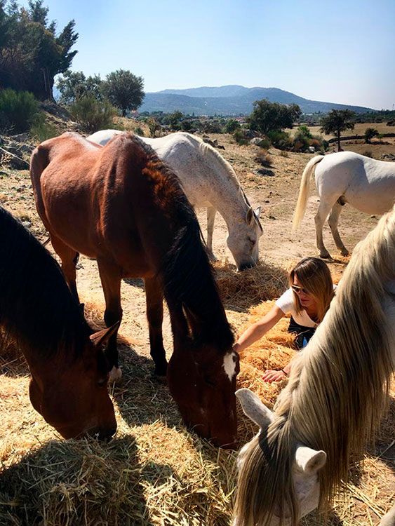 coaching con caballos