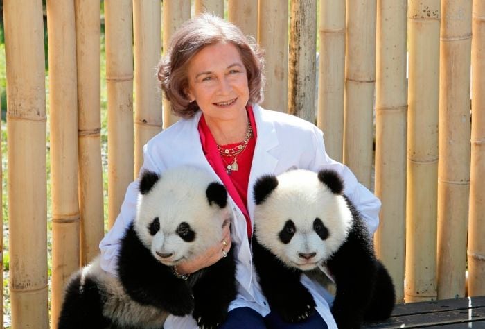 Doña Sofía no faltar a la cita con sus animales favoritos, los osos panda