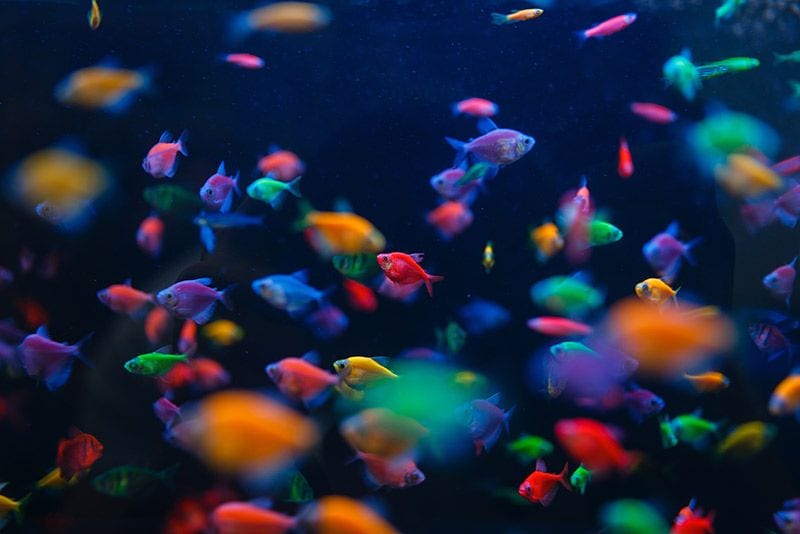 09 acuariofilia beneficios tener peces