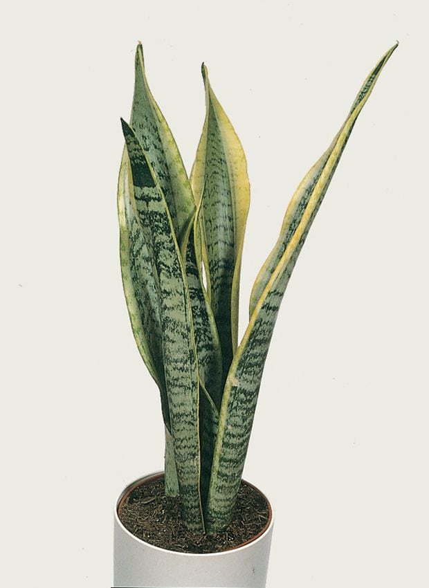 Sansevieria trifasciata cuidados 01