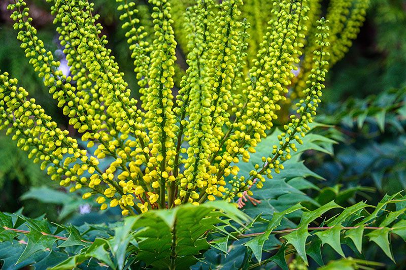 cuidados mahonia 4