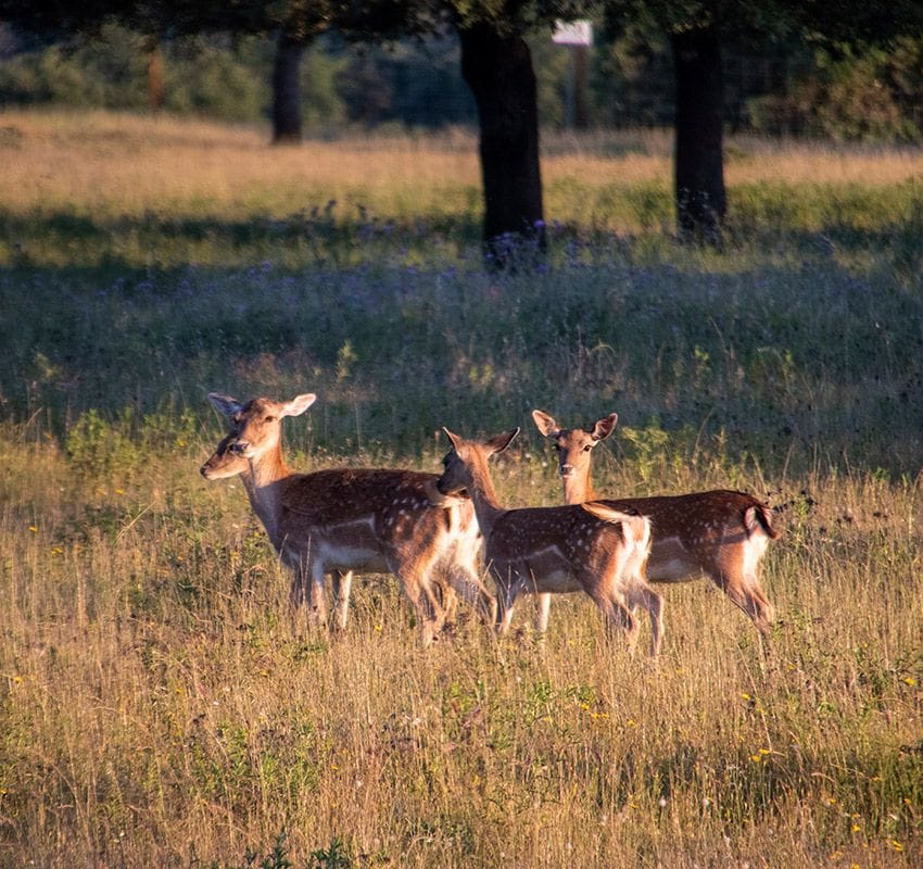 Berrea en la Reserva de Cíjara