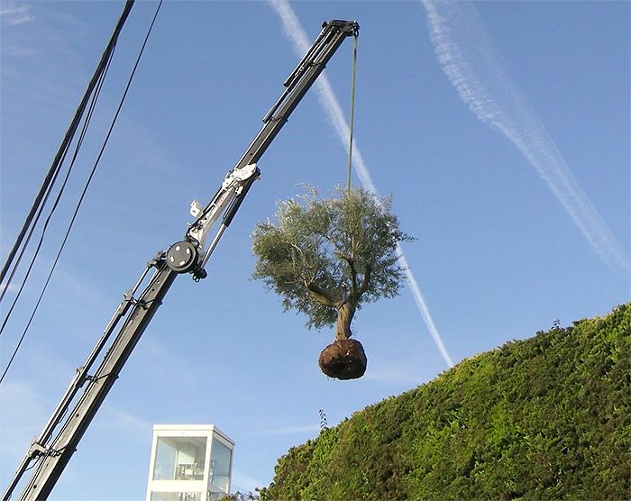 Shakira se lleva un árbol de su casa de Barcelona