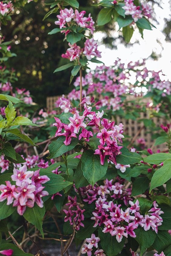 cuidados weigela 05a