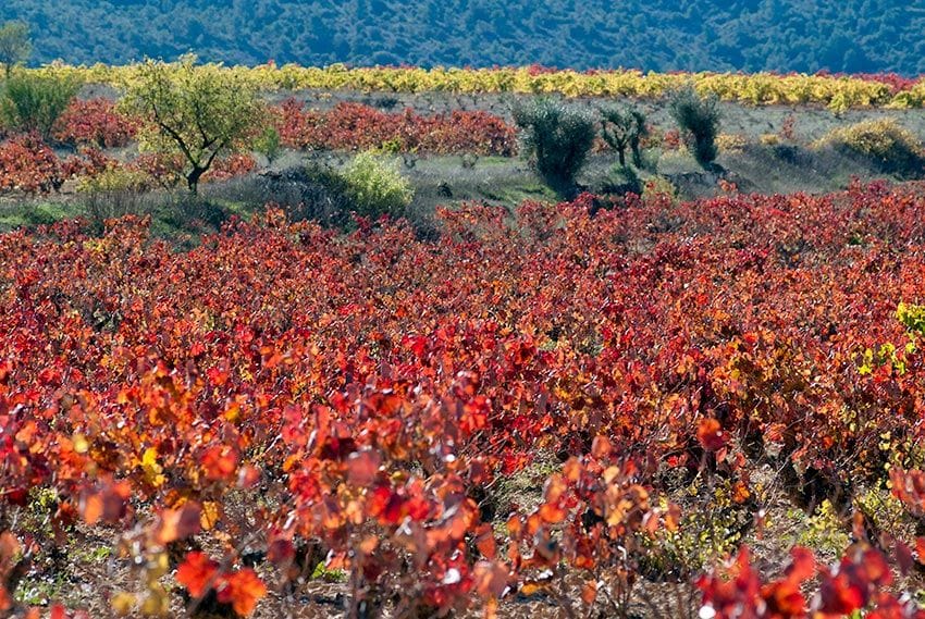 valencia Requena VinedosOtono