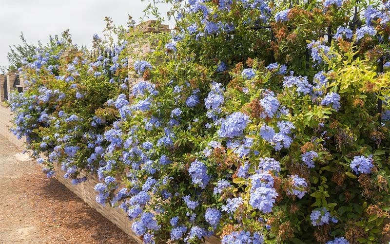 cuidados plumbago 1