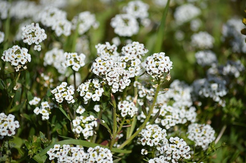 cuidados lobularia 1