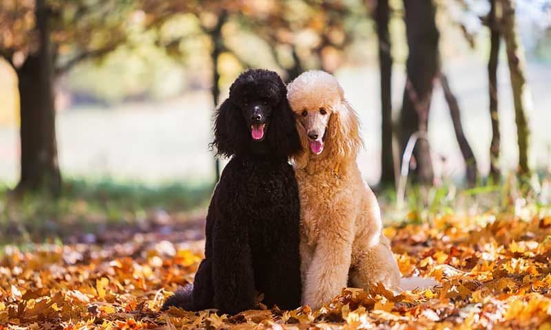 razas perro caniche gigante