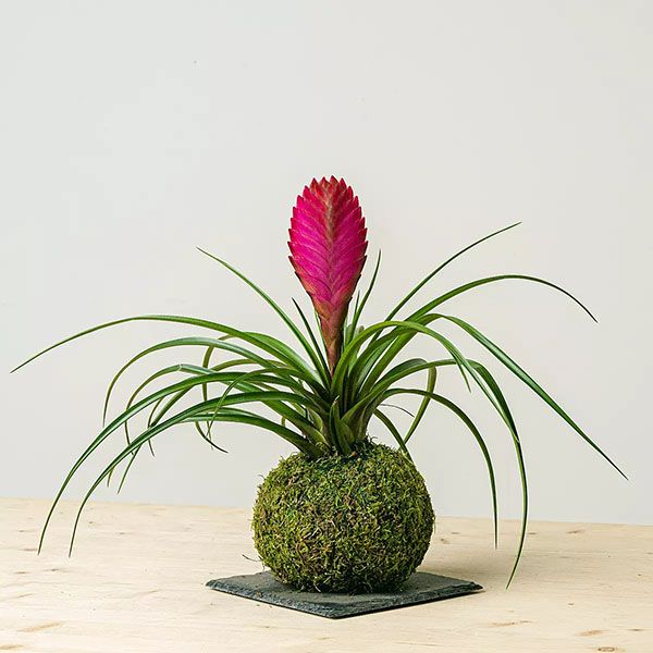 Tillandsia Kokedama de Be.Green