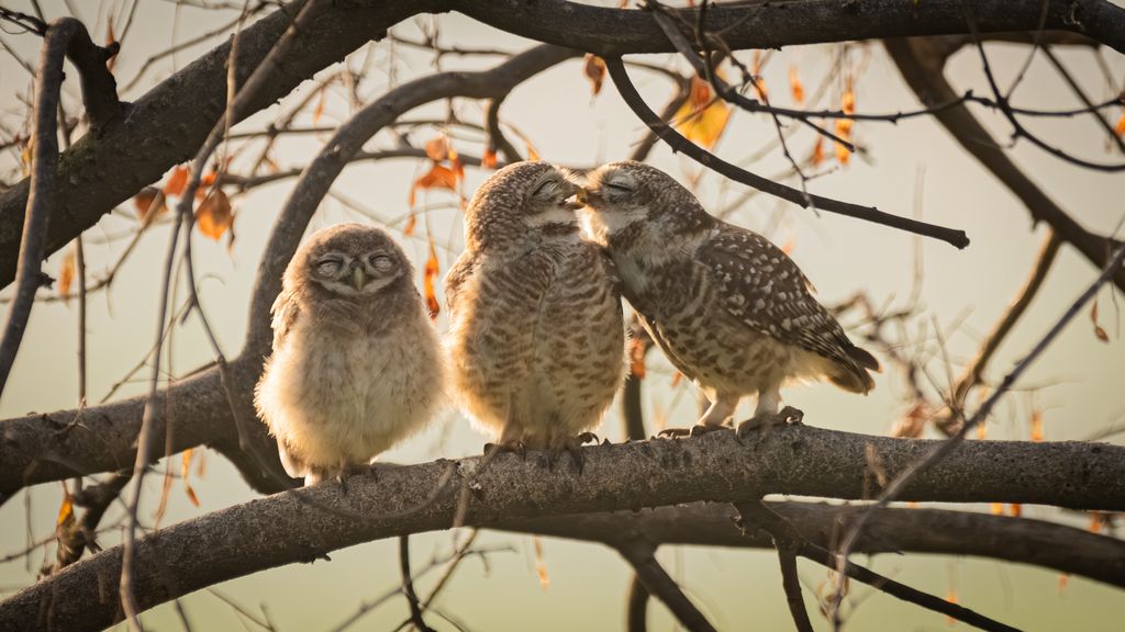 Owls kissing