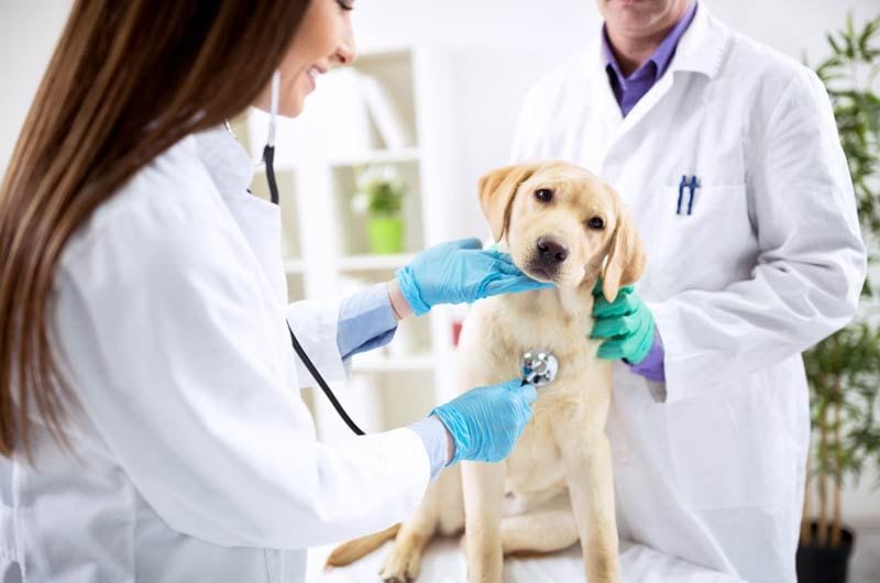 perro veterinario golden