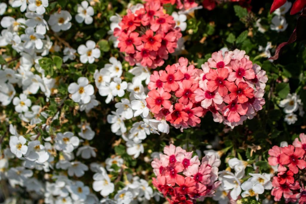 Verbenas en flor