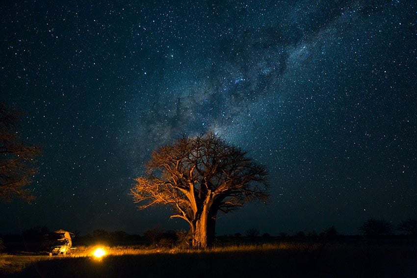 Baobabs en Bostwana