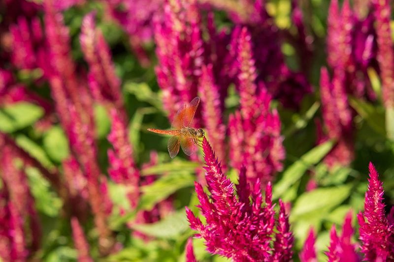 planta exterior celosia 08a