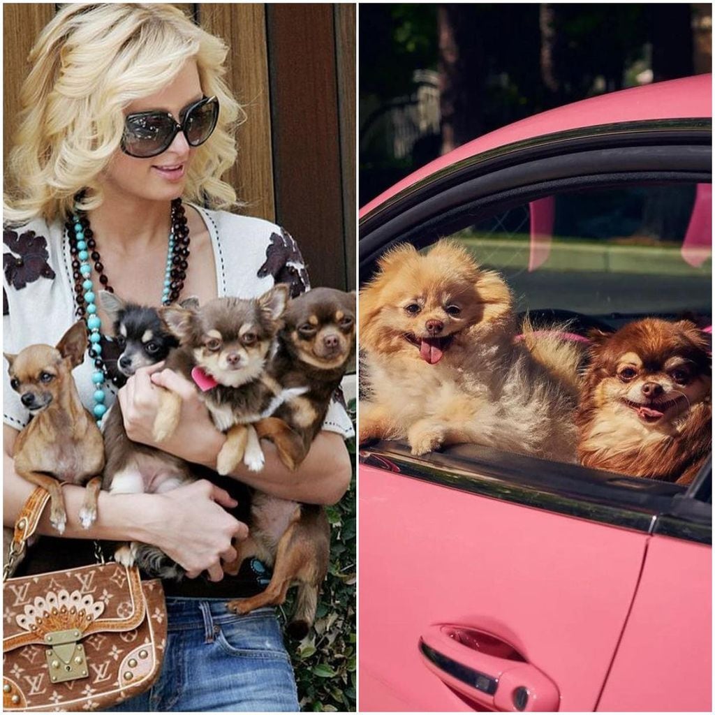 Paris Hilton y sus perritos