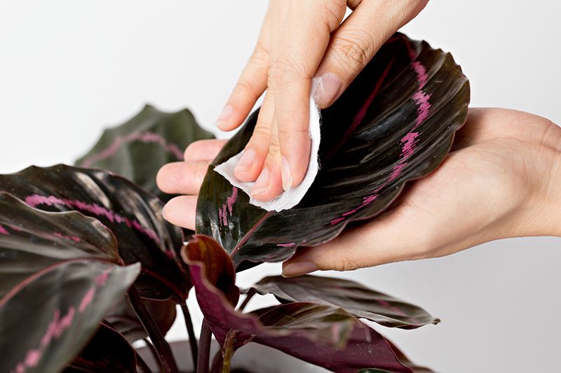 calathea roseopicta 08a