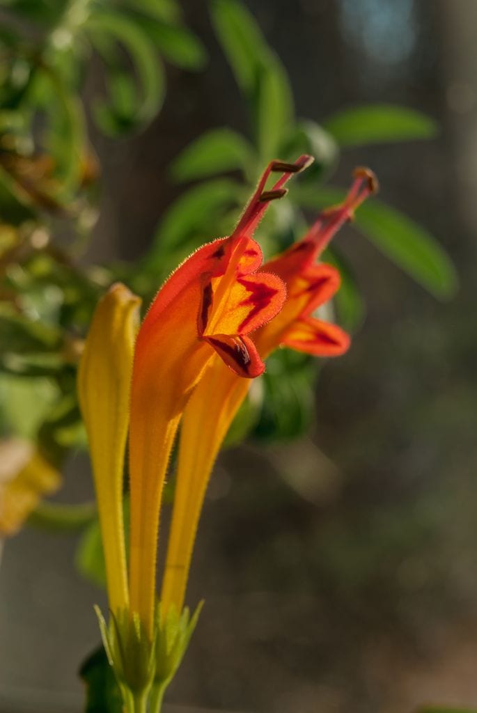 Aeschynantus o planta pintalabios