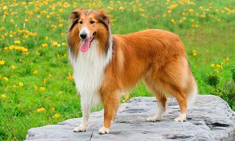 razas de perro en el cine Lassie