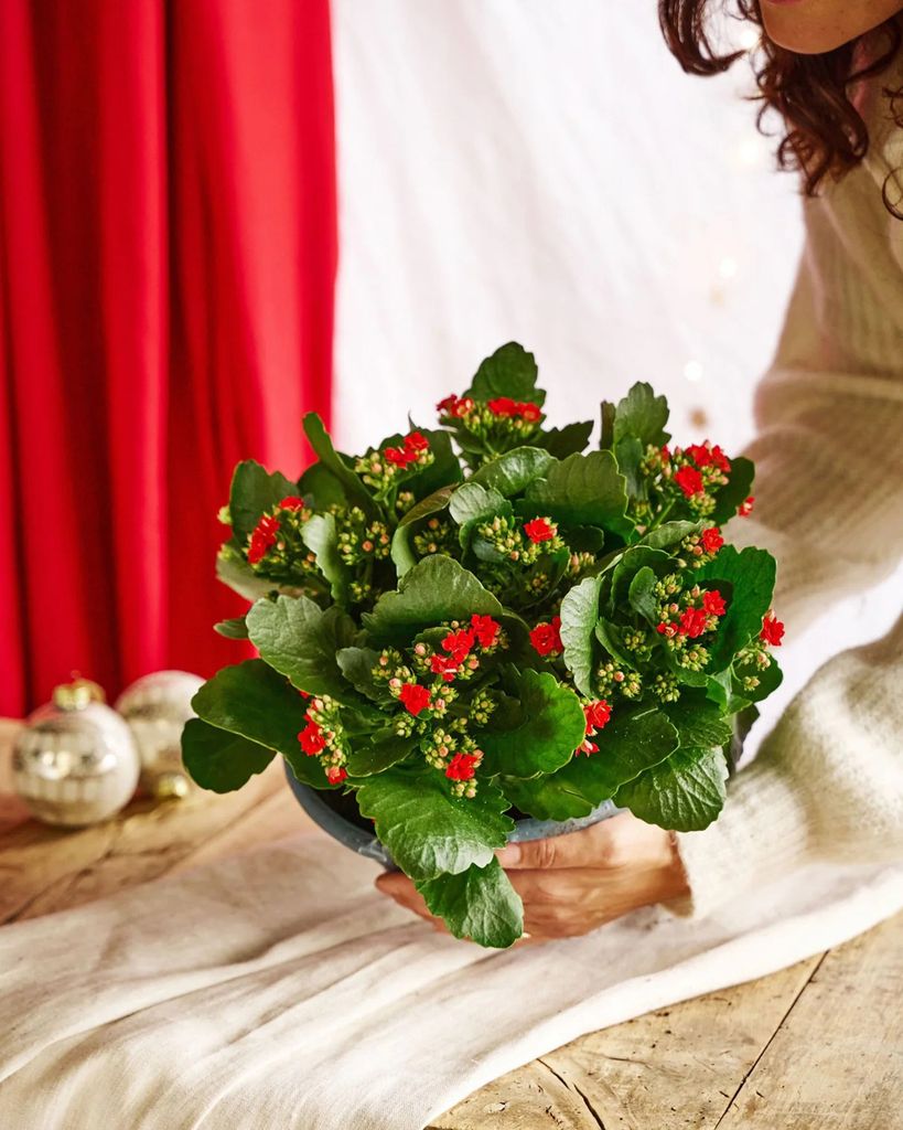 Kalanchoe roja