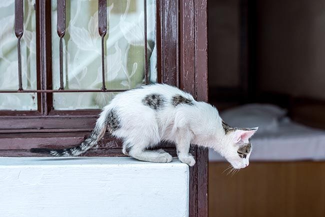 Conoce el síndrome del gato volador