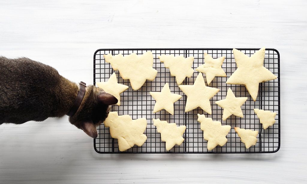 mascotas en navidad