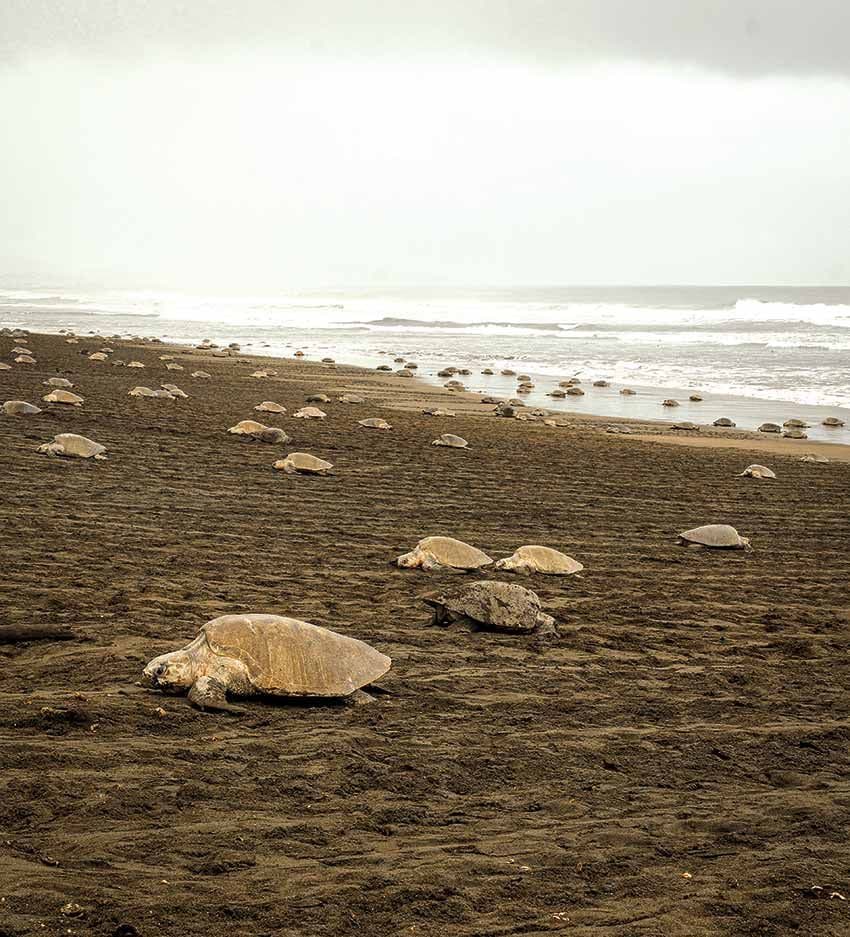 Pistas para visitar el Parque Nacional de Tortuguero en Costa Rica