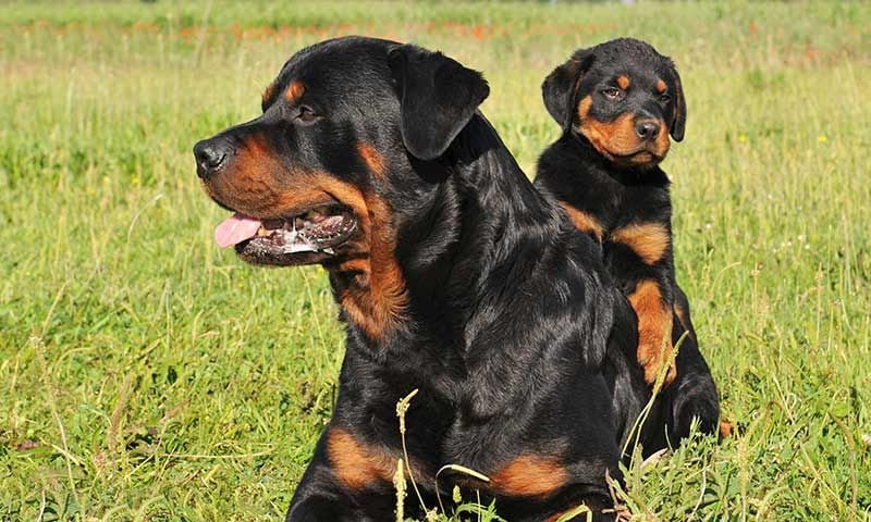 rottweiler