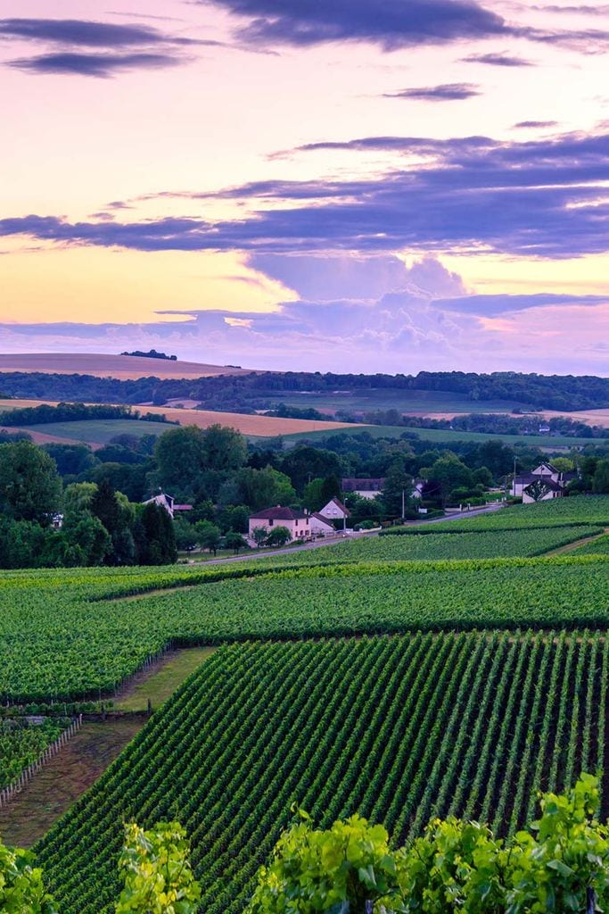 Francia, Ruta del Champage, viñedos junto a Reims